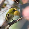 戯言、それといつもの里山の野鳥達