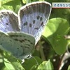 希少な「オオルリシジミ」　阿蘇に舞う