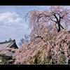 少林山のしだれ桜