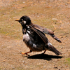 ムクドリ　　幼鳥