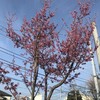 河津桜