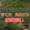 【保存版】パキポディウム・アンボンゲンセの育て方と見分け方を徹底解説！