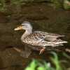 冬鳥3号はマガモ