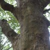 父は大樹であった