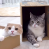 大人猫だが もちまる日記が可愛い ♪