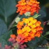 ある花きセンターの美しい花（その３）