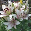 我が家の庭の花　7月