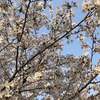 【00409】桜の話♪