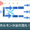 テストステロンの精子形成の役割！