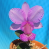 C.walkeriana tipo &#039;DR No.8&#039;