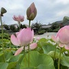今津｜津門の「昌林寺(しょうりんじ)」に咲く蓮の花を見に行きました