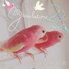 アキクサインコのピノとノア♡2歳になりました