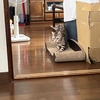 猫、キャットタワーから落ちなくなる