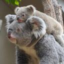 ［きゅーぴーとは呼ばないで★★］