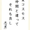 夏コスモス 仲間と違って それも良し