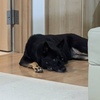愛犬モモが紡ぐ静かな時間🐾情報収集と発信の新スタイル挑戦中！