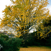 小石川植物園の銀杏の紅葉