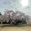 新宿御苑の桜