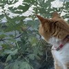 無花果の実るころ