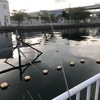 ハゼ釣ってからのマゴチ狙い☆彡横浜