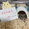 ありがとう🌸さくぴ🐹 (2023/9/18〜9/24)