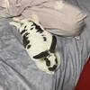 ウサギと猫と。