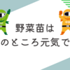 変化著しいお庭は楽しいけどお世話は大変。