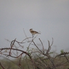 オオチャビタキ Chat Flycatcher