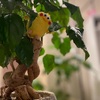 いい歳してポインコ② ポインコの嫁入り。