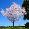 山桜日和