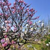 続々々、桜咲く