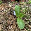 ズッキーニバンビーノを畑に植えた ｜トイレの見積もりが間違っていた