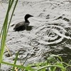 雨の中かいつぶり(鳰)近付く