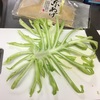 野菜を食べよう