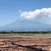 静岡桜えび旅行2019②　天日干しと食事