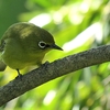 メジロの鳴き声…たぶん