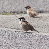 【愛鳥週間】スズメの子育て