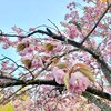 五智の八重桜