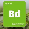 大麻の種類 Blue Dream ブルードリーム