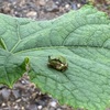 毎年やってくるお客様