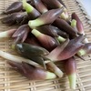 みょうが！