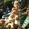 枇杷開花始まる　豊作の予感　Loquat begins flowering