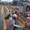 園児のさつまいもの苗植え