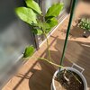 ベランダでレモンの木を育ててみた（冬越えの結果）