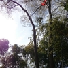 裏庭の大木の木登り伐採　(ケヤキ20m級やアカガシなど)