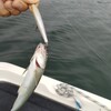 琵琶湖 南湖 2025/ 6/25 釣果ノーフィッシュ、サウザー出船240回、リチウム充電274回