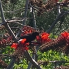2026年5月の野鳥