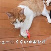 猫界にも多様化が押し寄せる！？ｗ