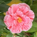 miyabia’s blog