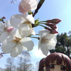 公園をお散歩して花を見に行った日